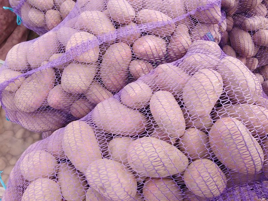 Картопля сортова