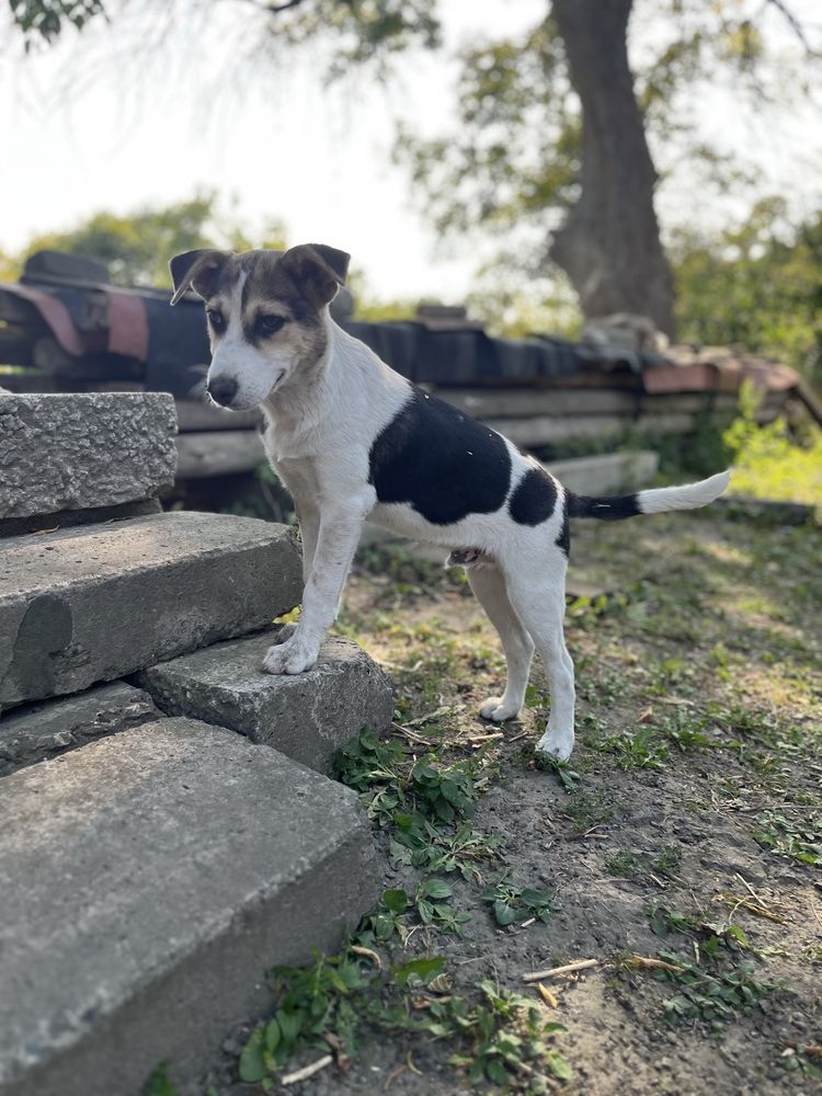 Щеня хлопчик шукає дім