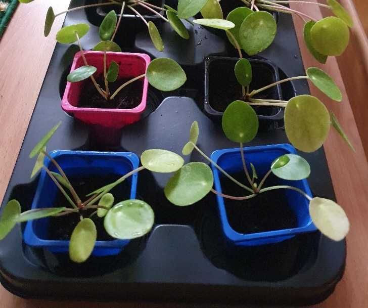Pilea Peperomioides PIENIĄŻEK z doniczką roślinka sadzonki kwiatek