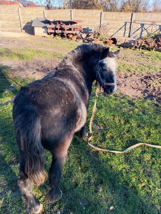 Klacz kucyk młoda spokojna