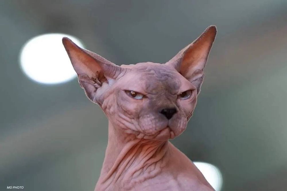 Gatinha Sphynx Adulta