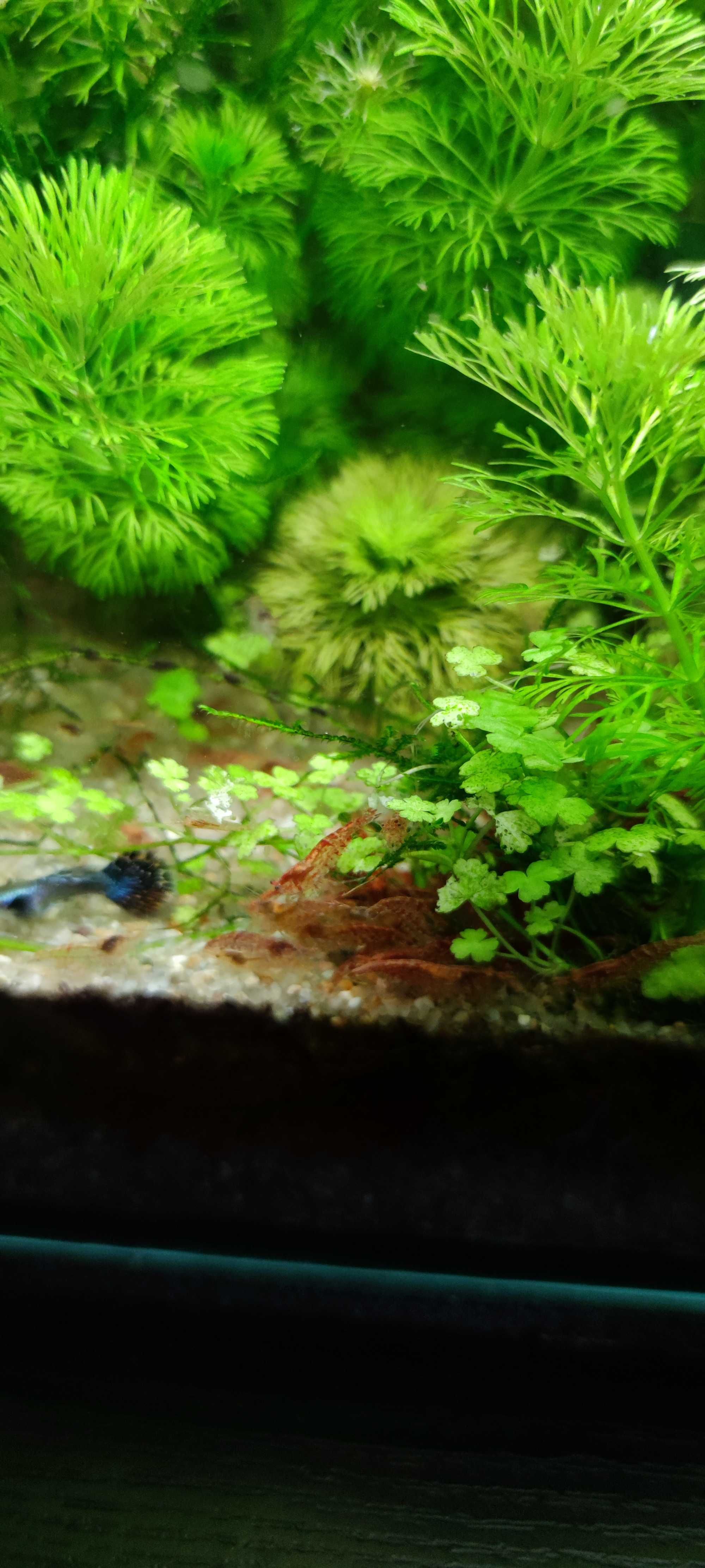 Krewetka Red Cherry (Neocaridina Davidi Var. Red) + GRATISY