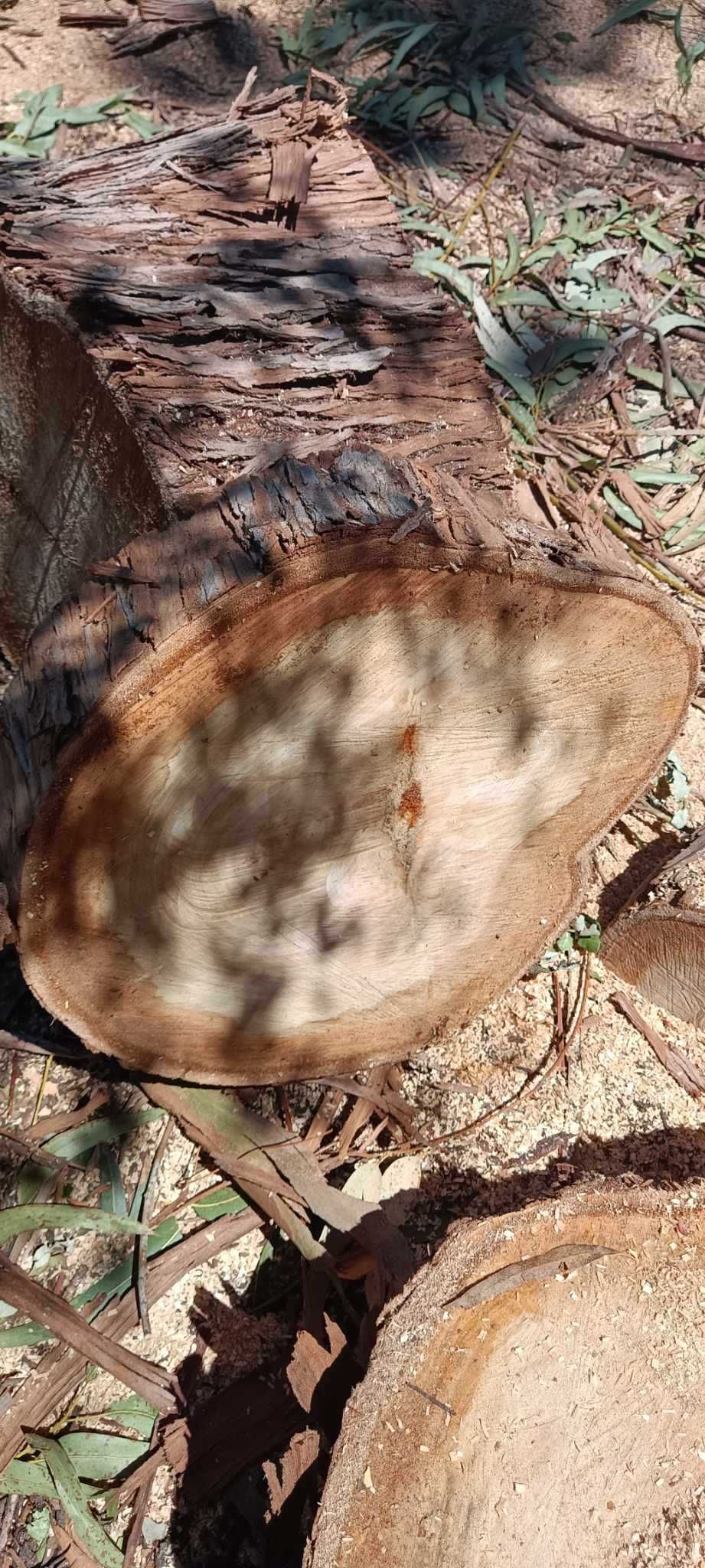Vendo diversos Troncos de madeira de Eucalipto