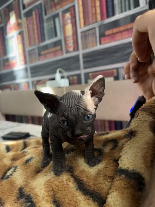 Котята Канадского Сфинкса