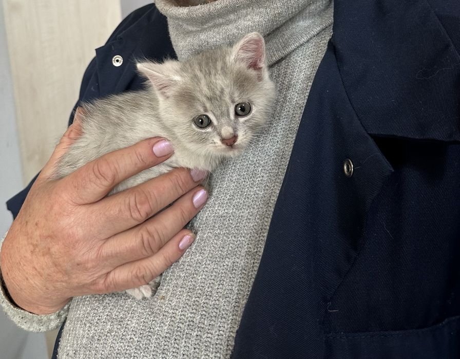 Безкоштовно, в добрі руки кошенята