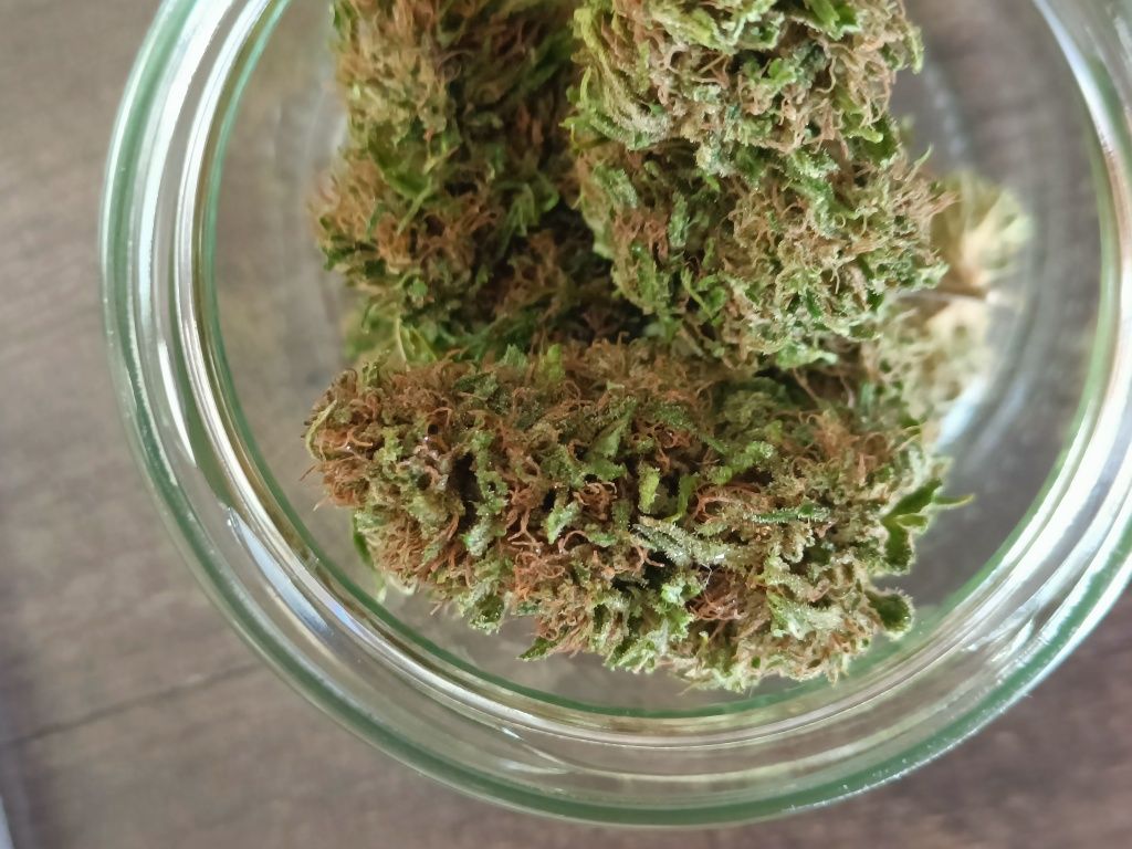 Przysmak Prezesa 10g CBD susz konopi