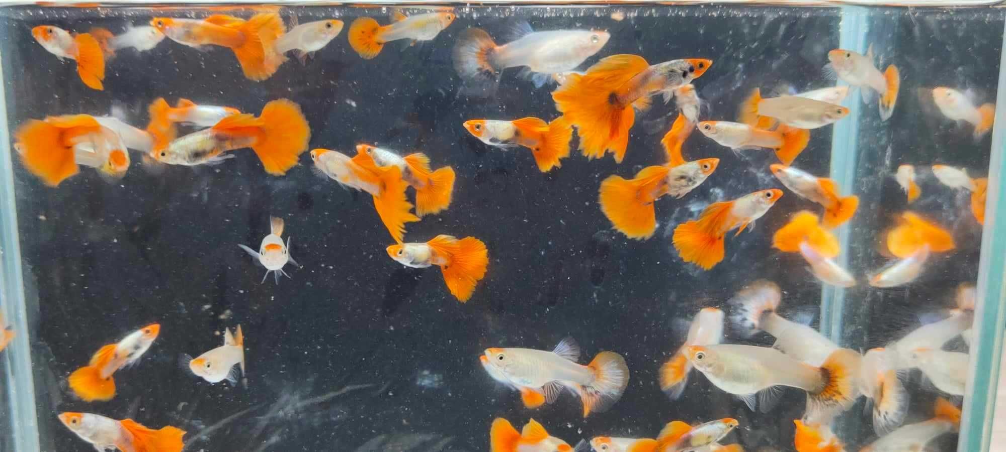 Gupik , gupiki koi platinum red tail