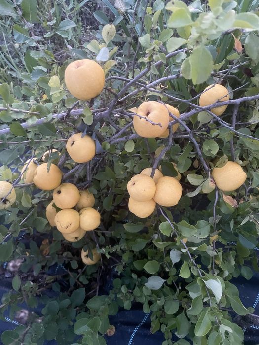 Owoce pigwowca 1kg 8zł