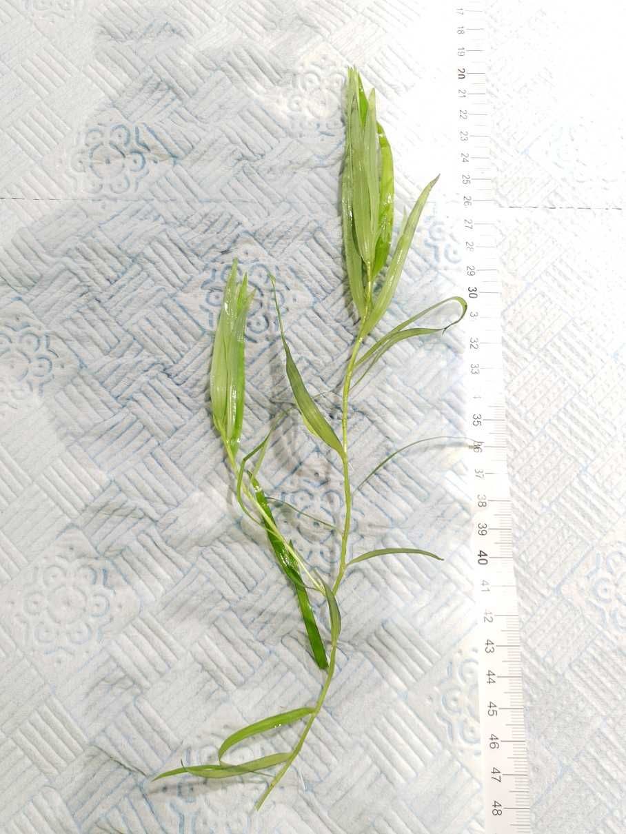 Heteranthera zosterifolia/ paskowana (SZYBKO ROSNĄCA)