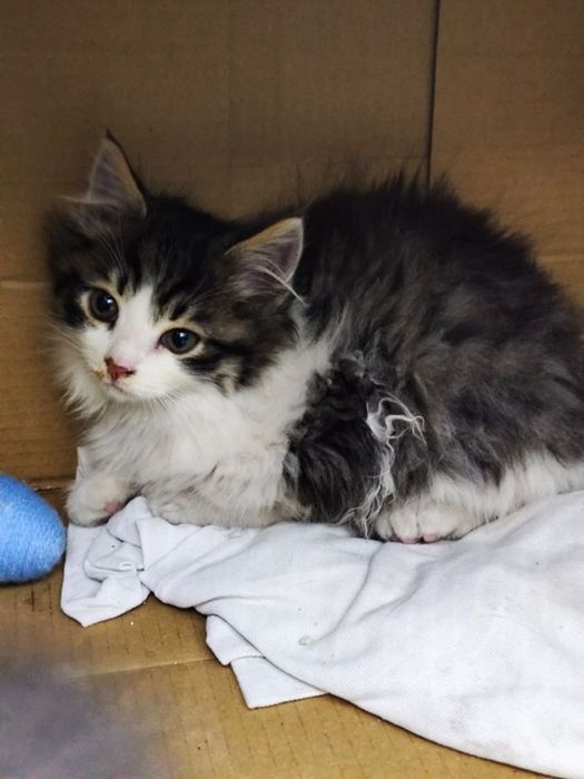 Пухнасте кошеня в добрі руки! Хлопчик