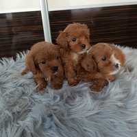 Suczka rasy Cavapoo