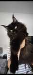 Linda gatinha Maine Coon