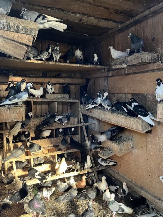 Gołębie zamojskie, różne. Likwidacja hodowli