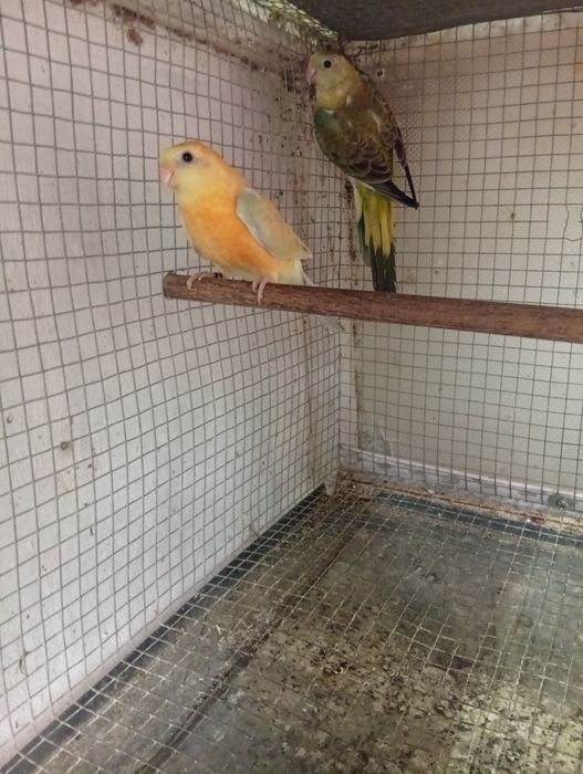 Aves truquesines e red ramp