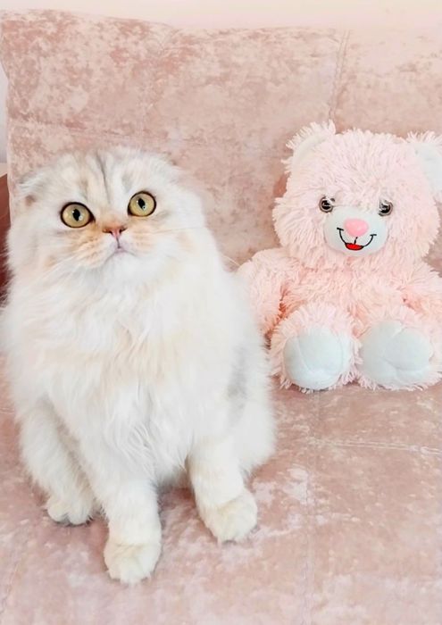 Чарівний хлопчик шотландець