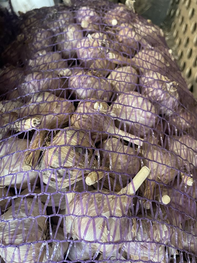 Продам Часник любаша