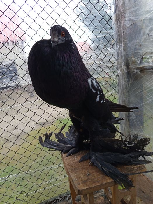 Garłacze Pomorskie Para