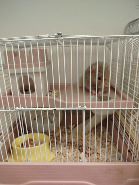 Oddam chomika za darmo