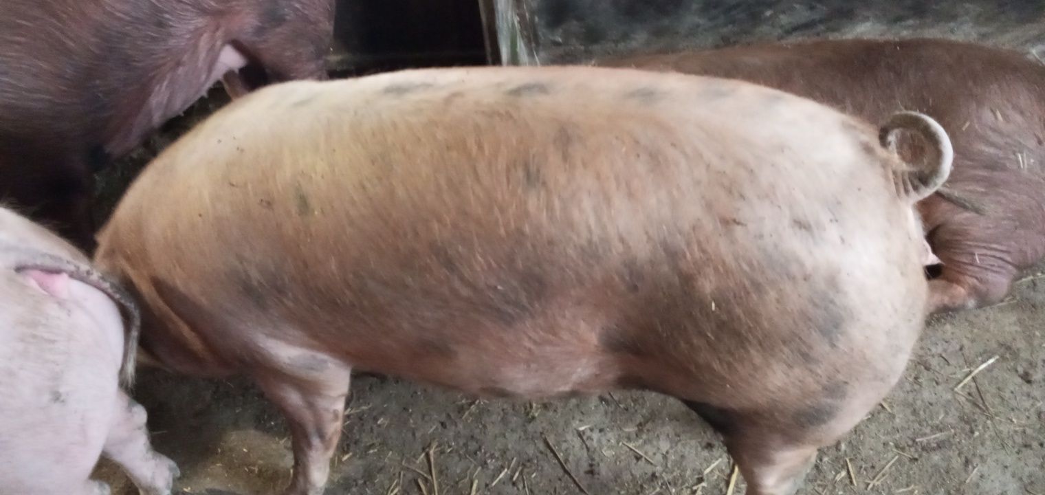 Продам свиней живою вагою.