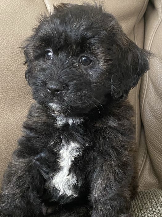 Śliczna sympatyczna sunia