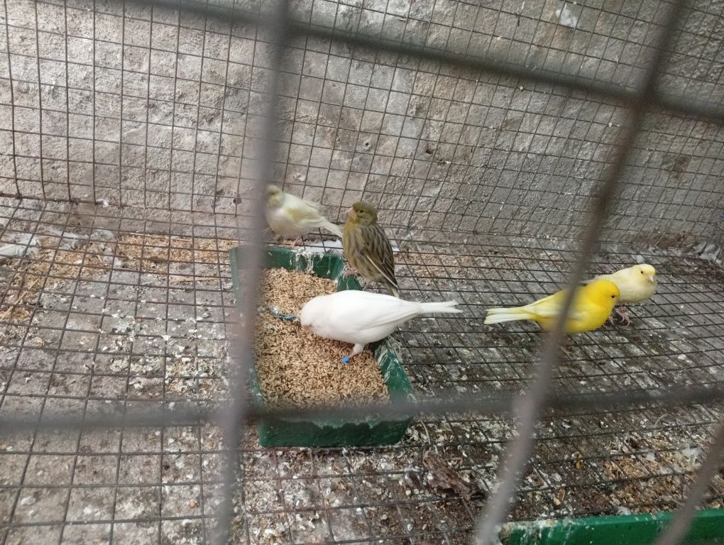 Rin neck e agapórnis criados á mão e outras aves
