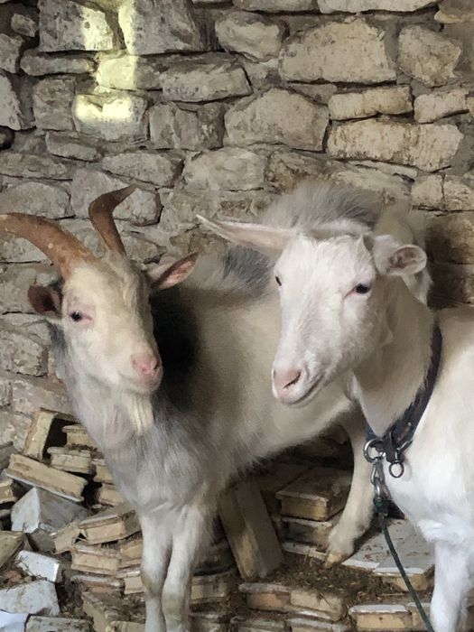 Koza kozioł koziołek