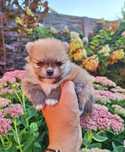 Pomeranian szpic miniaturowy Leo