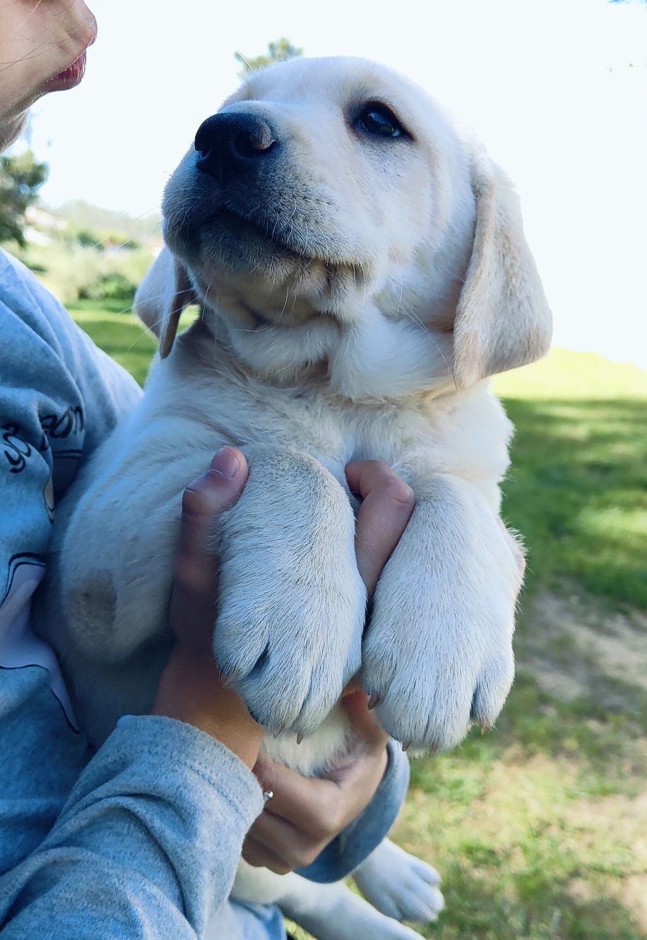 Labrador Retriever