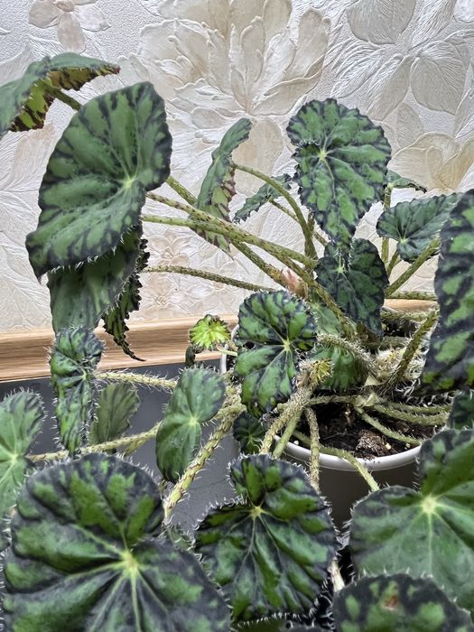 Бегонія Бауера плямиста