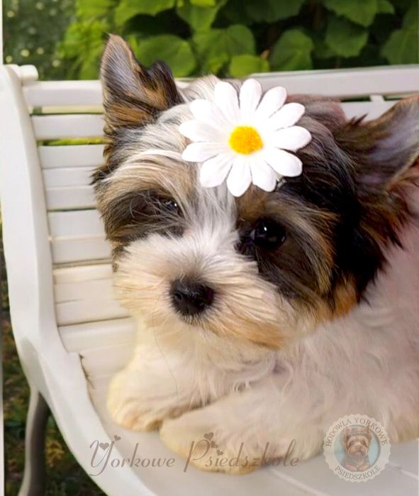 *Nie aktualne*Suczka mini xs Biewer Yorkshire Terrier