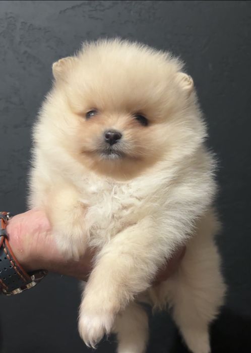 Szpic miniaturowy pomeranian suczka