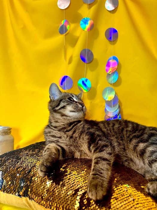 Кот котенок 5 месяцев без глаза