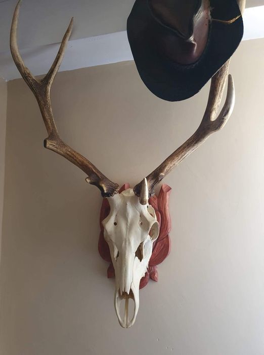 Poroże jelenia i koziołka