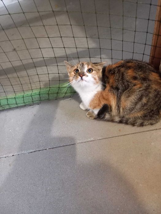 Tricolorka ok 4 miesięczna do adopcji kot kotka