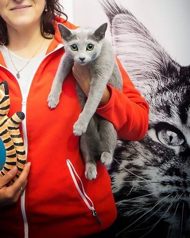 Russian Blue/Azul Russo