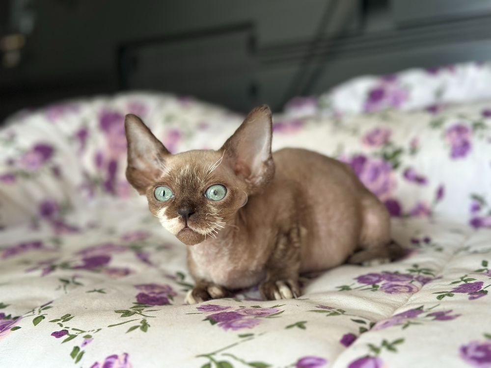Kocurek Niebieskooki