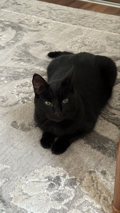 Черный кот ищет дом и любящую семью