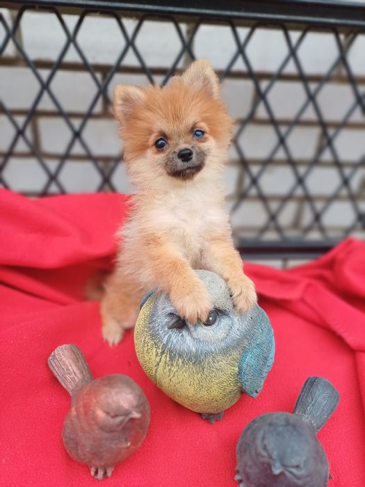 Вона маленька булочка-померанський шпіц.