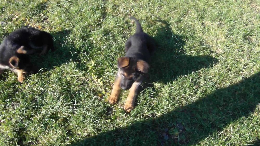 Owczarek Niemiecki Krótkowłosy FCI SZCZENIAK suczka  czarna podpalana