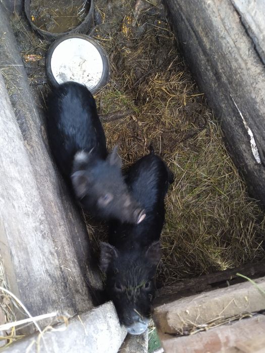 Продам в'єтнамських поросят