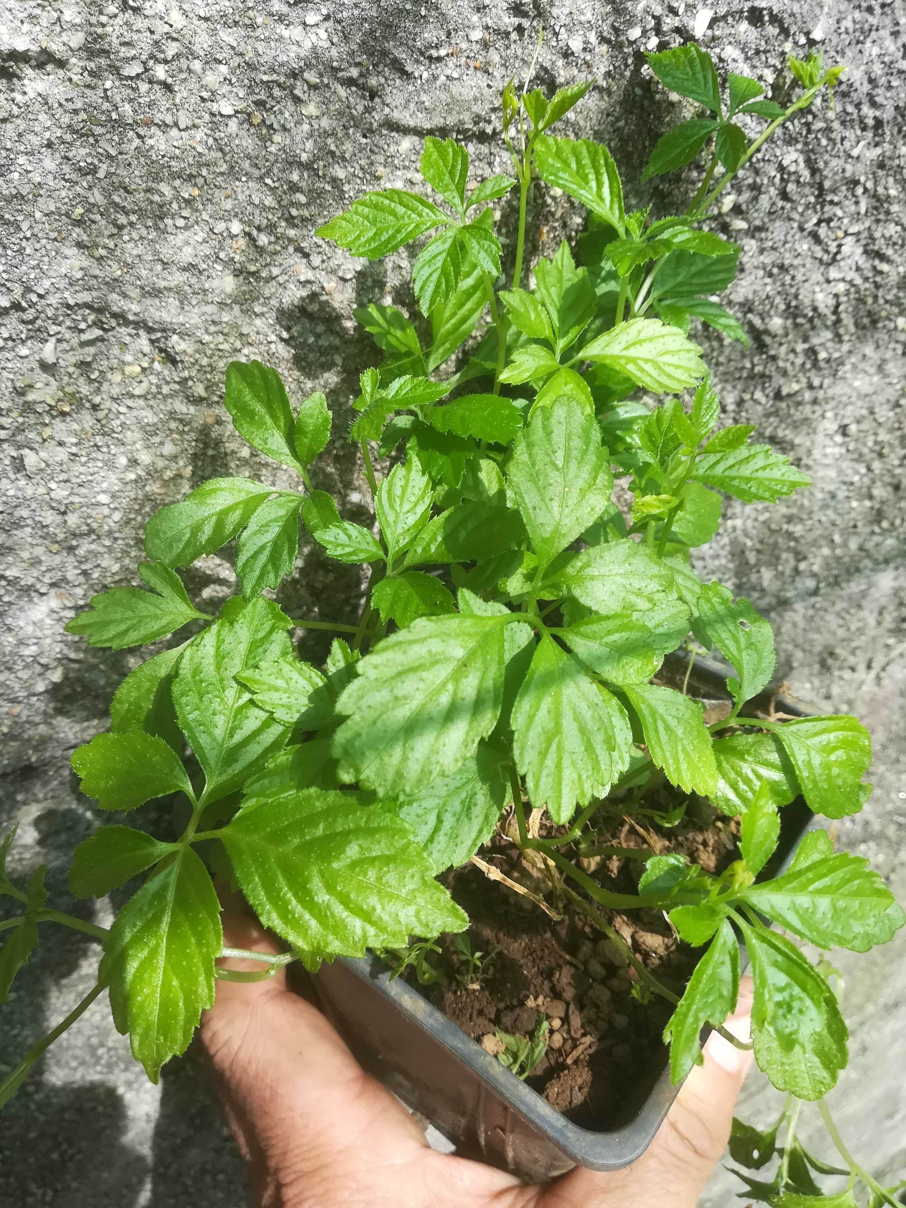 Jiaogulan, Erva da Imortalidade - Gynostemma pentaphyllum