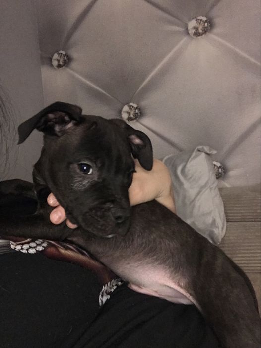 Piesek Pitbull terier