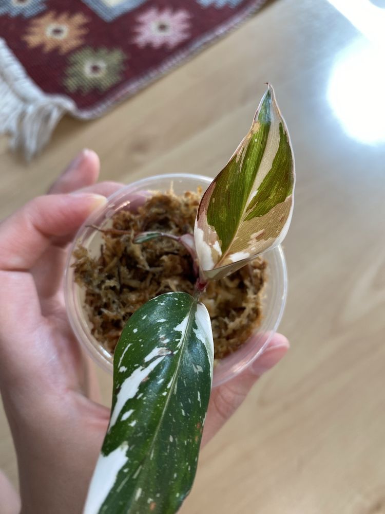 Philodendron red anderson