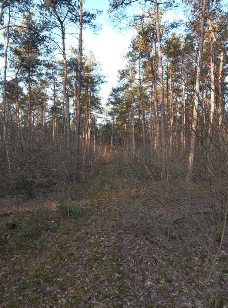 Sprzedam las iglasty, 1.11ha , ok 60 letni