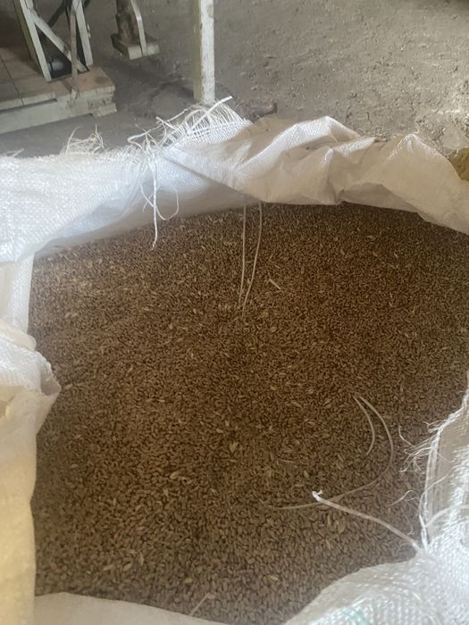 Ekologiczne ziarno owies, pszenżyto, jeczmień jary