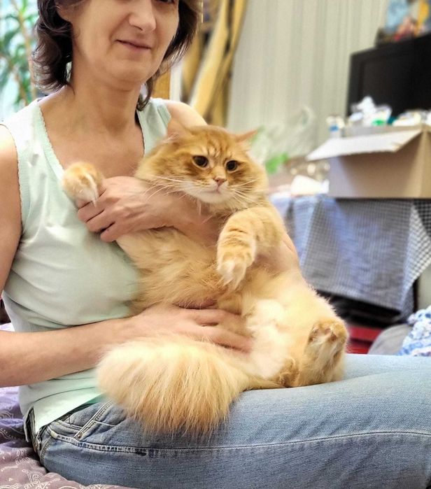 віддам кота, дуже ніжний,кастровани