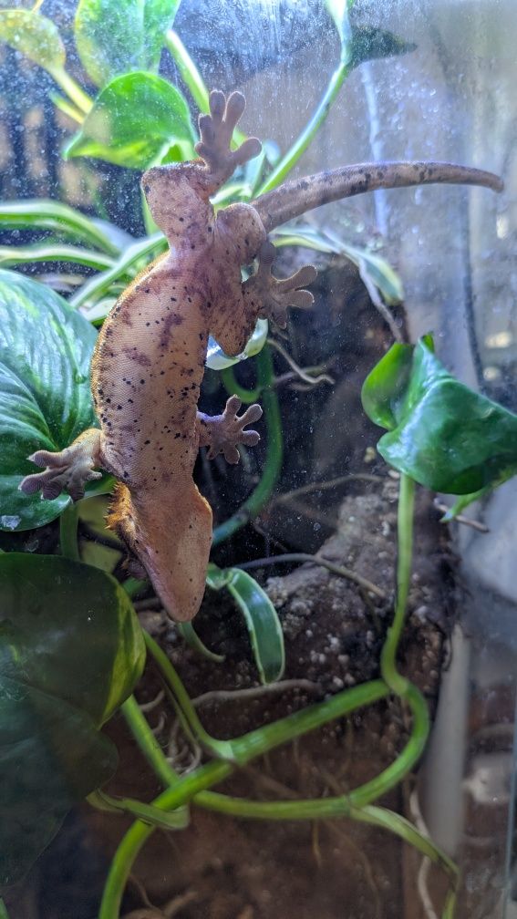 Gekon orzęsiony Dalmatian - z terrarium