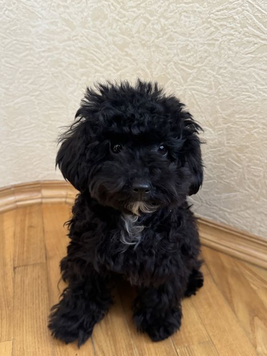 Дівчинка Мальтипу МІНІ чорного кольору