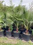Palmeira washingtonia/ leque