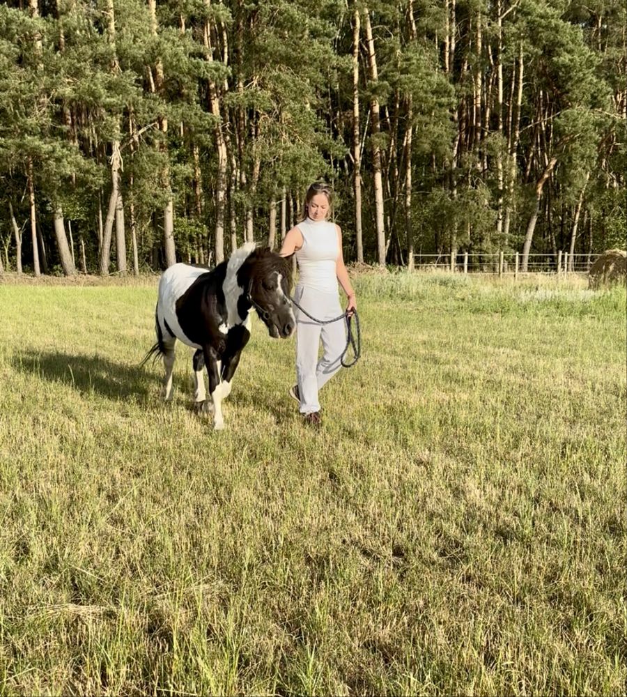 Kuc ogierek 120cm